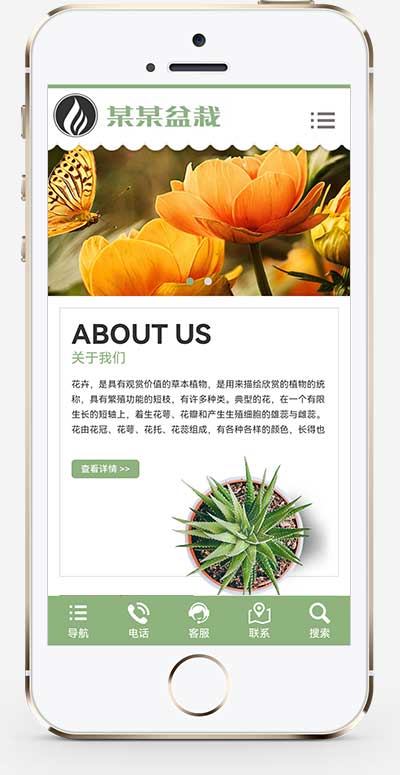 绿植花卉盆栽 办公室盆栽